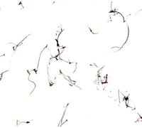 Winged Serpents - Six Encomiums For Cecil Taylor