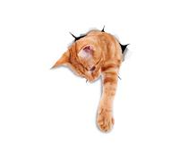 Winston & Bear Adesivi da Parete Gatto Ginger Zenzero - Adesivi con Gatto 3D - 2 Confezioni - Frigorifero - Bagno - Camera - Automobile - Vendita al Dettaglio