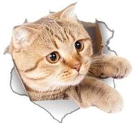 Winston & Bear - Confezione da 2 adesivi Gatto 3D - adesivi giocosi gatto per parete, frigorifero, WC e altro ancora