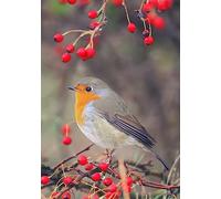 Winter Bird Sits On A Branch Surrounded By Bright Red Berries Bandiere Verticale Colore Vivido Bandiere Resistente Alle Intemperie Bandiera Per Cortile Festival Prato 30X45Cm