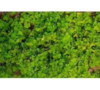 Winterhart Esterno, molto esclusivo, facile da coltivare, adatto alle api, multicolore. Facile da pulire, -10 Oxalis -D