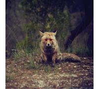 Winterpills Love Songs (Vinyl LP) 12" Album