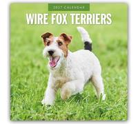 Wire Fox Terriers - Drahthaar Foxterrier 2027 - 16-Monatskalender: Original Red Robin Publishing Ltd-Kalender [Mehrsprachig] [Kalender]