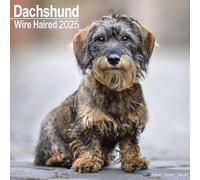 Wirehaired Dachshund 2025 Square Wall Calendar | Dog Breed Calendar