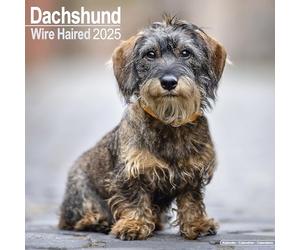 Wirehaired Dachshund 2025 Square Wall Calendar | Dog Breed Calendar