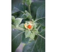 Withania somnifera - ginseng indiano - ashwagandha - 20 semi-frais il primo a scrivere una critica