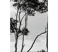 Wizard + Genius 5095 - 2 V di 1 foto carta da alberi in the Still Water