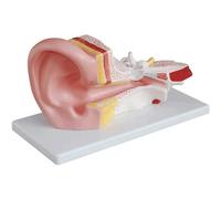 WLGDBXF Modello di Anatomia dell'orecchio con Base espositiva Modello di Ricerca di fisiologia per l'insegnamento ingrandito Modello di Organo Umano Staccabile