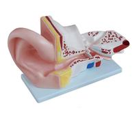 WLGDBXF Modello di Anatomia dell'orecchio con Base espositiva Modello di Ricerca di fisiologia per l'insegnamento ingrandito Modello di Organo Umano Staccabile