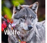 Wölfe Kalender 2026: Tierkalender mit Wolf-Fotos vom bekannten Fotografenpaar Jean-Louis Klein und Marie-Luce Hubert. Foto-Wandkalender mit eindrucksvollen Tier-Aufnahmen. 48x46 cm