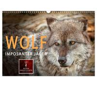 Wolf - Imposanter Jäger (Wandkalender 2027 DIN A3 quer), CALVENDO Monatskalender