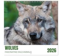 Wolves - fascinating wild animals (Wall Calendar 2026 12 × 12 Inch) CALVENDO 12 Month Wall Calendar: Beautiful pictures of wolves accompany you month after month throughout the year.