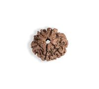 Wonder Care - Perlina Rudraksha originale/Perlina Rudraksha Perlina naturale del rosario religioso Rudra_6mukhi rudraksha