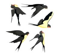 Wonvify Adesivi per Uccelli, Adesivi per la Protezione degli Uccelli 5 Pezzi, Con Grafica di Rondini, Vetrofanie, Aiuta a Evitare che gli Uccelli Colpiscano le Finestre, Porte Protettive in Vetro