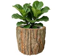 Wood Grain Vaso, Bark Style Planter, Leakproof Botanical Holder, Decorative Floral Container Nature Inspired Display Home Living Room Office Farmhouse Apartment Garden Yard Porch Patio Outdoor