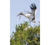 Woodstork Journal: The Art of Nesting: Notebook for Nature Lovers, Birderwatchers and Outdoor Enthusiasts