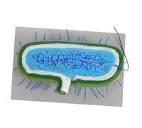 WOONEKY Batteri Realistico per Insegnamento Biologia Anatomico Cellulare Microbiologia Ausilio Didattico per Studio e Display Scientifico
