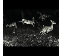 Wordcolour - The Trees Were Buzzing,and the Grass