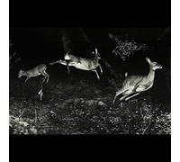 Wordcolour - The Trees Were Buzzing,and the Grass