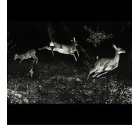 Wordcolour - The Trees Were Buzzing,and the Grass