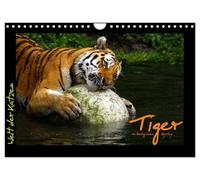 World of cats - Tigers (Wall Calendar 2026 DIN A4 Landscape), CALVENDO 12 Month Wall Calendar