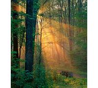 World S Most Beautiful Places - Ancient Forest