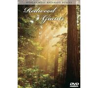 World S Most Beautiful Places - Redwood Giants