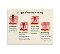 Wound Recovery Stages Poster Skin Regeneration Phase Art