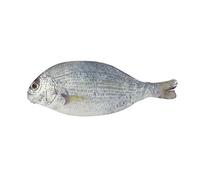 Wrapables Novelty Fish Style Pencil Case, White Astuccio a Forma di Pesce, Cotone, Bianco