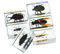 WRITWAA Set da 6 Insetti Conservati in Resina Esemplari di Insetto Piccoli per Collezione e Decorazione Campioni Didattici per Aule Musei e Ufficio Fermacarte in Resina