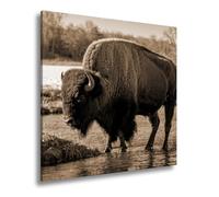 WTD - Stampa su tela con scritta "Bison sul fiume" nella luce autunnale dorata, 70 x 70 cm, effetto seppia XXL, stampa artistica su telaio, decorazione da parete e soggiorno