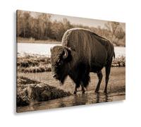 WTD - Stampa su tela con scritta "Bison sul fiume" nella luce autunnale dorata, formato: 60 x 40 cm, effetto seppia XXL, stampa artistica su telaio, decorazione da parete/soggiorno