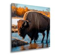 WTD - Stampa su tela con scritta "Bison sul fiume" nella luce autunnale dorata, formato XXL, 70 x 70 cm