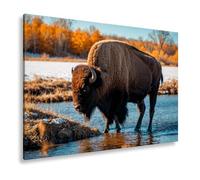 WTD - Stampa su tela con scritta "Bison sul fiume" nella luce autunnale dorata, formato XXL, 80 x 60 cm