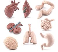 Wudaizhi 8 Pezzi di Modelli Miniatura delle Parti del Corpo Umano, Cervello, Cuore, Polmoni, Fegato, Stomaco, Intestino, Rene, Modelli di Anatomia Realistici