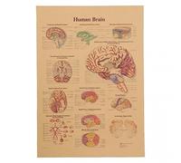 Wudaizhi Poster Anatomico in Carta Kraft, Apprendimento dell'Anatomia del Cervello Umano, Poster Esplicativo del Diagramma Vintage per la Decorazione della Parete in Casa, Bar, Caffetteria, Aula