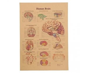 Wudaizhi Poster Anatomico in Carta Kraft, Apprendimento dell'Anatomia del Cervello Umano, Poster Esplicativo del Diagramma Vintage per la Decorazione della Parete in Casa, Bar, Caffetteria, Aula