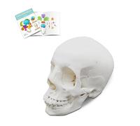 WULTNICEW Cranio Anatomico Modello, Modello Anatomico Del Cranio In Scala 1:1 Con Ossei Magnetici Adatto Per Presentazioni In Classe Apprendimento Autonomo E Riferimento A Casi Clinici
