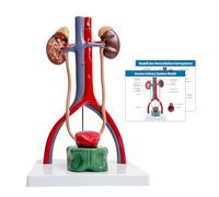 WULTNICEW Modello Anatomico del Sistema Urinario Maschile, Dimensioni Reali Umane Includono Reni, Ghiandole Surrenali, Ureteri e Vescica con Manuale del Prodotto per lo Studio di Educazione Medica