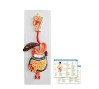 WULTNICEW Modello dell'Apparato Digerente Umano, Modello di Anatomia Medica a Grandezza Naturale 2 Parti Rimovibili dello Stomaco Cavità Nasale Fegato e Retto per l'Istruzione e la Formazione Medica S