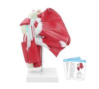 WULTNICEW Modello di Articolazione della Spalla Muscolosa, Modello di Anatomia della Spalla Umana Completa a Grandezza Naturale con Muscolatura Inclusa per l’Educazione e l’Insegnamento Medico