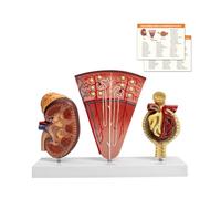 WULTNICEW Modello di Rene, Modello Anatomico di Rene Naturale 3PCS con Nefroni e Glomeruli Ingranditi Include Guida allo Studio a Colori per l'Educazione e la Formazione Medica