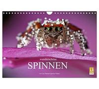 Wunderschöne Spinnen (Wandkalender 2026 DIN A4 quer), CALVENDO Monatskalender: Die verborgene Schönheit der Spinnen