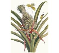 WYKUJMYTO Dipinti Famosi Stampe Artistiche su Tela Olio Dipinto su Tela Ananas di Maria Sibylla Merian Per la Decorazione della Camera da Letto 60x90cm