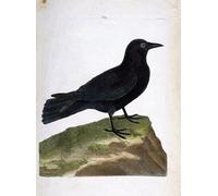 WYKUJMYTO Dipinti Famosi Stampe Artistiche su Tela Olio Dipinto su Tela l'illustrazione nella storia degli uccelli di Francois Nicolas Maritinet Per la Decorazione della Camera da Letto 60x90cm