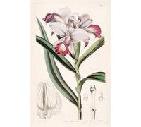 WYKUJMYTO Dipinto su Tela Classico Stampe Immagine Stampe Pittura Arundina Graminifolia del famoso artista Per la Decorazione dell'ufficio 60x90cm