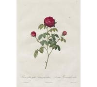 WYKUJMYTO Dipinto su Tela Classico Stampe Immagine Stampe Pittura Provenza o rosa francese di Pierre Redouté Per la Decorazione dell'ufficio 60x90cm