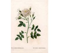 WYKUJMYTO Famoso Quadri Moderni Artistico Poster Rose Rosa Francofurtana di Rosenberg Varietà Rosier De Rosenberg di Pierre Redouté Per la Decorazione Domestica 60x90cm