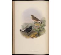 WYKUJMYTO Riproduzione Dipinto Tela da Arte Stampe Arte Quadro Animale Uccello Dromolaea Opistholeuca Oenanthe Picata Opistholeuca di John Gould Per la Decorazione Murale 60x90cm