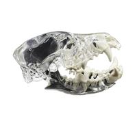 WYRMB Denti, 10 cm, Modello di Denti di Cane Canino - Modello anatomico di Denti di Cane - per Strumento didattico Veterinario Anatomia Biologia,Teschio, 10cm